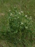 Trifolium montanum. Цветущее растение. Ленинградская обл., Лужский р-н, окр. дер. Кемка, пойма р. Луга, высокая грива. 13.06.2009.