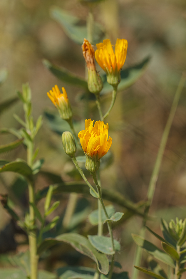 Изображение особи Hieracium virosum.