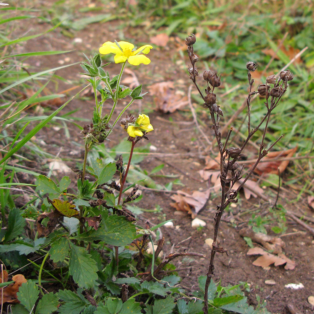 Image of Potentilla caucasica specimen.