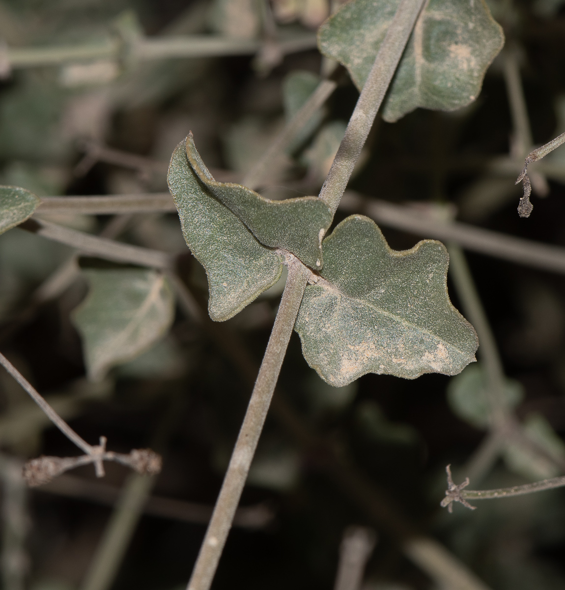 Image of Commicarpus sinuatus specimen.