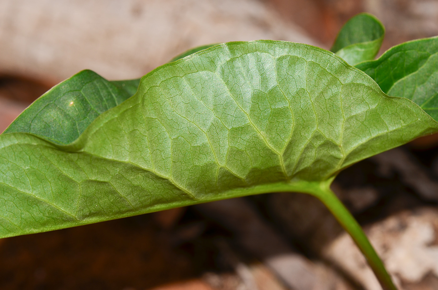 Изображение особи Arisarum vulgare.