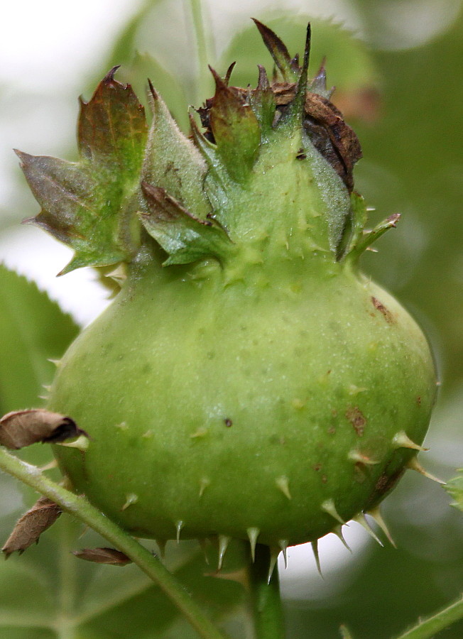 Image of Rosa roxburghii specimen.