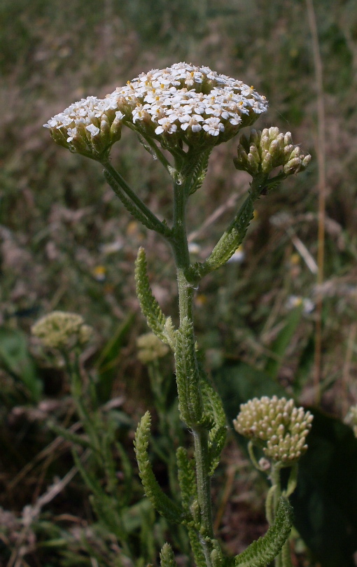 Изображение особи Achillea setacea.