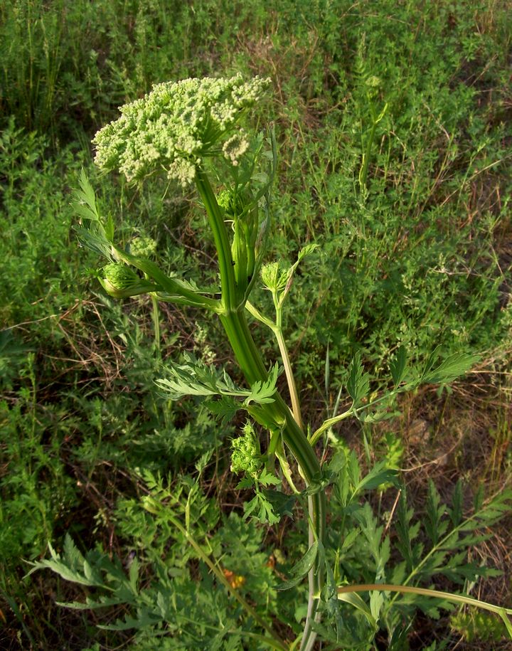 Image of Seseli libanotis specimen.