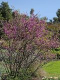 Cercis occidentalis. Цветущее растение. США, Калифорния, Санта-Барбара, ботанический сад. 18.02.2014.