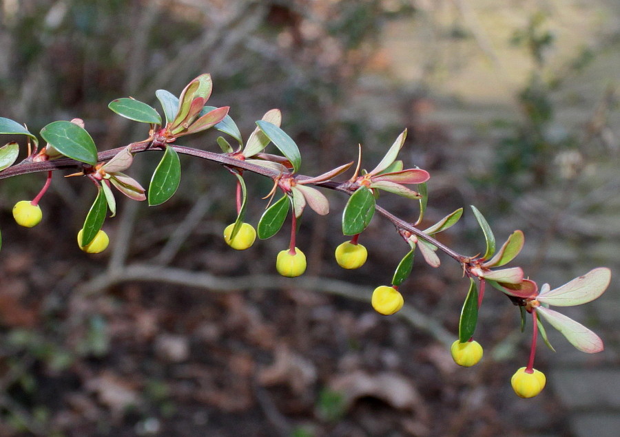 Изображение особи Berberis hakeoides.