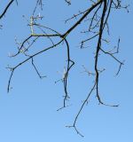 Fraxinus chinensis. Ветвь с распускающимися почками. Германия, г. Дюссельдорф, Ботанический сад университета. 13.03.2014.
