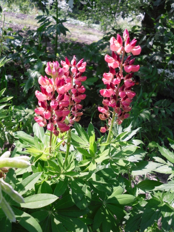 Image of Lupinus &times; regalis specimen.