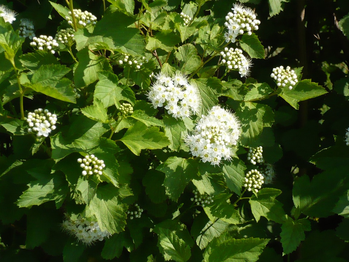 Image of Physocarpus opulifolius specimen.