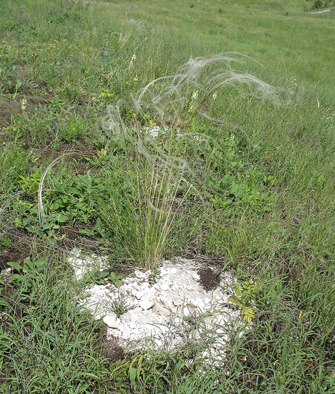 Image of Stipa pennata specimen.