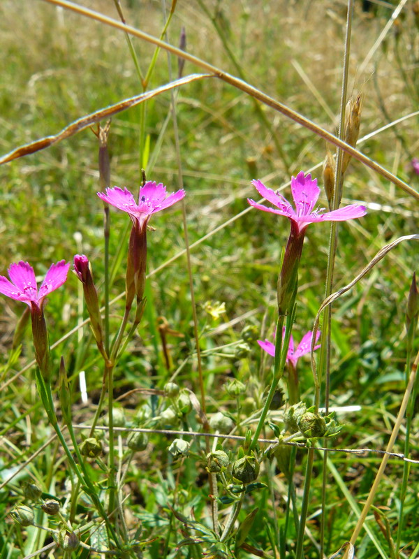 Image of Dianthus deltoides specimen.