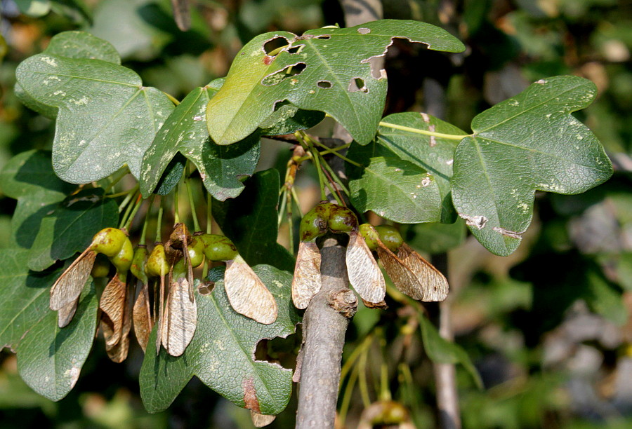 Image of Acer monspessulanum specimen.