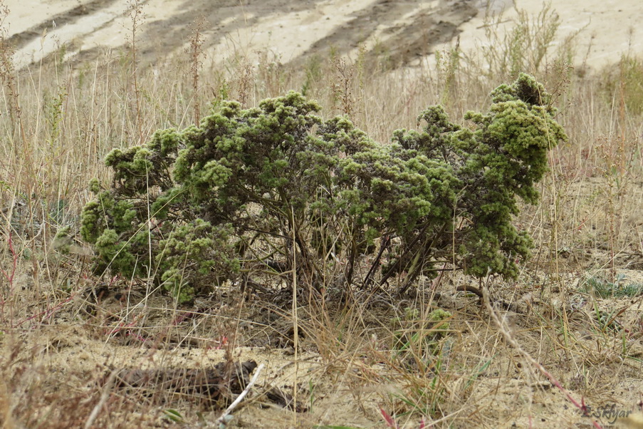 Изображение особи Echium vulgare.