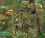 Rosa cinnamomea