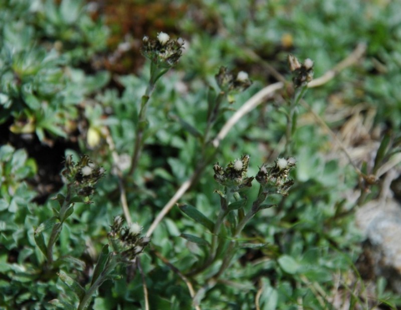 Image of Antennaria alpina specimen.