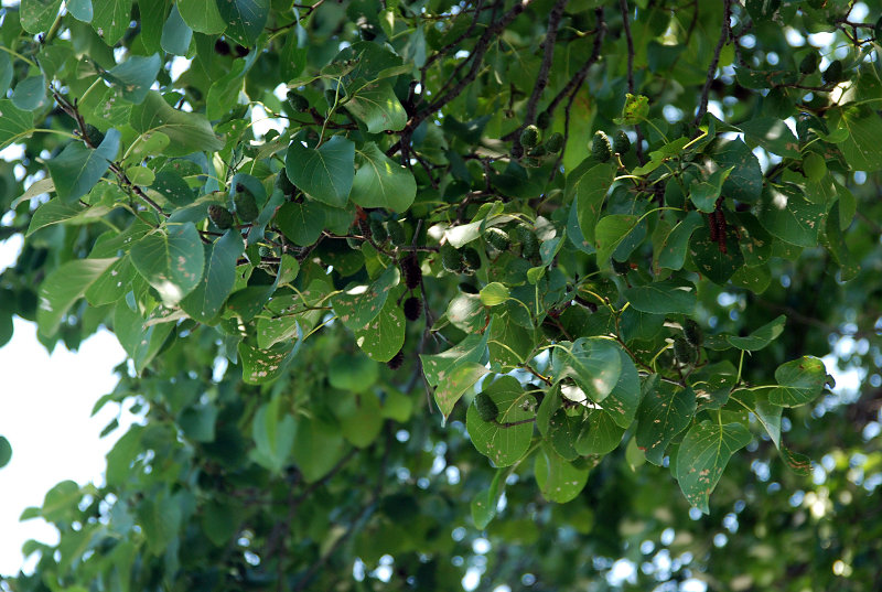 Image of Alnus cordata specimen.