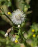 Senecio vulgaris