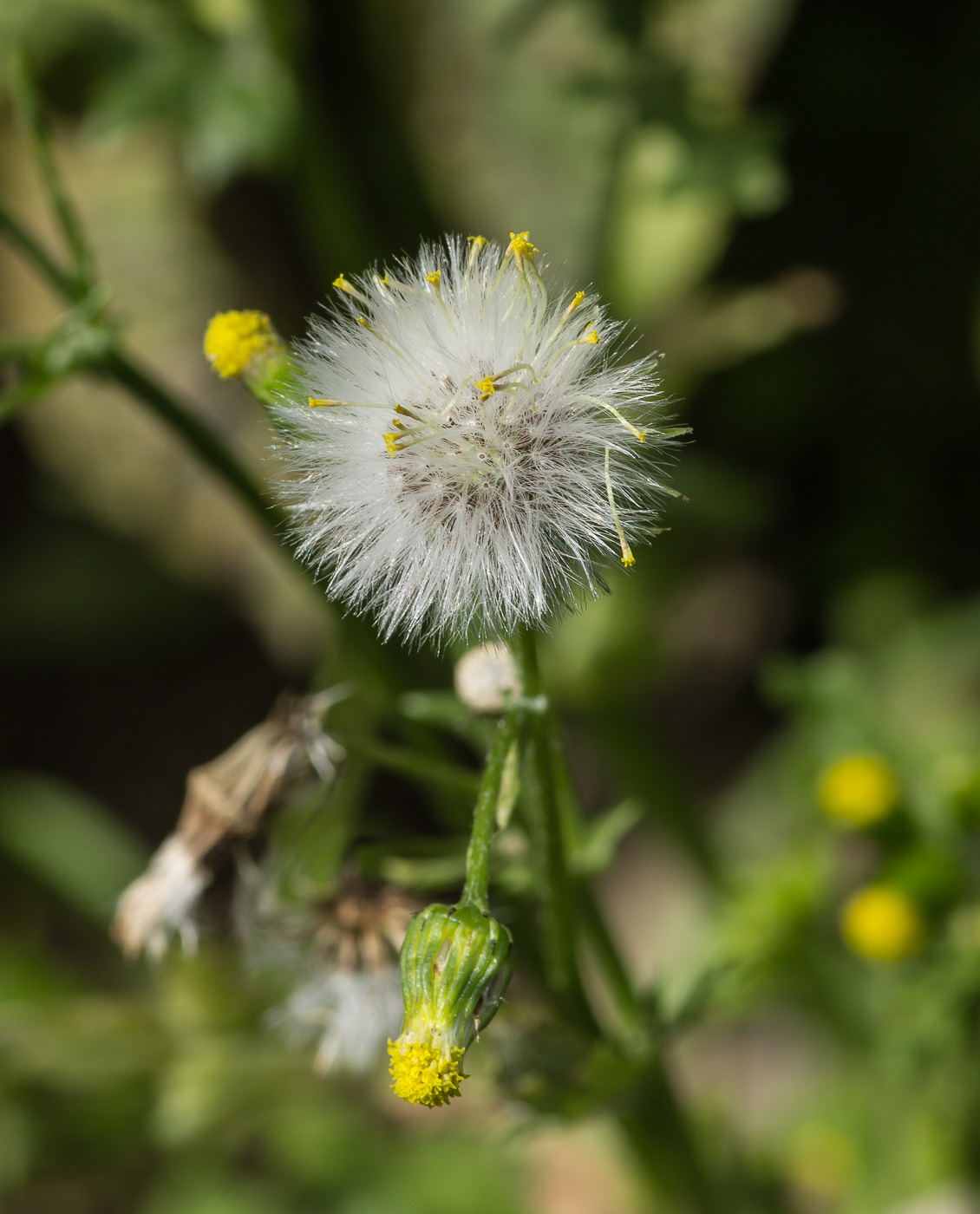 Image of Senecio vulgaris specimen.