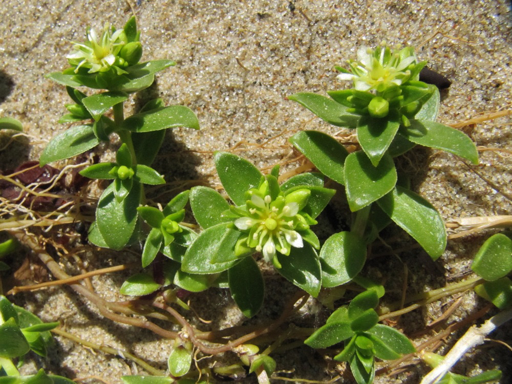 Image of Honckenya peploides ssp. diffusa specimen.