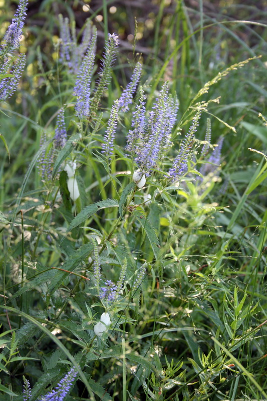 Изображение особи Veronica longifolia.