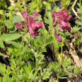 Corydalis buschii. Верхушки цветущих растений. Приморский край, Партизанский р-н, окр. с. Хмельницкое, урочище Щёки, берег р. Тигровая, затопляемый в период половодья. 18.05.2014.