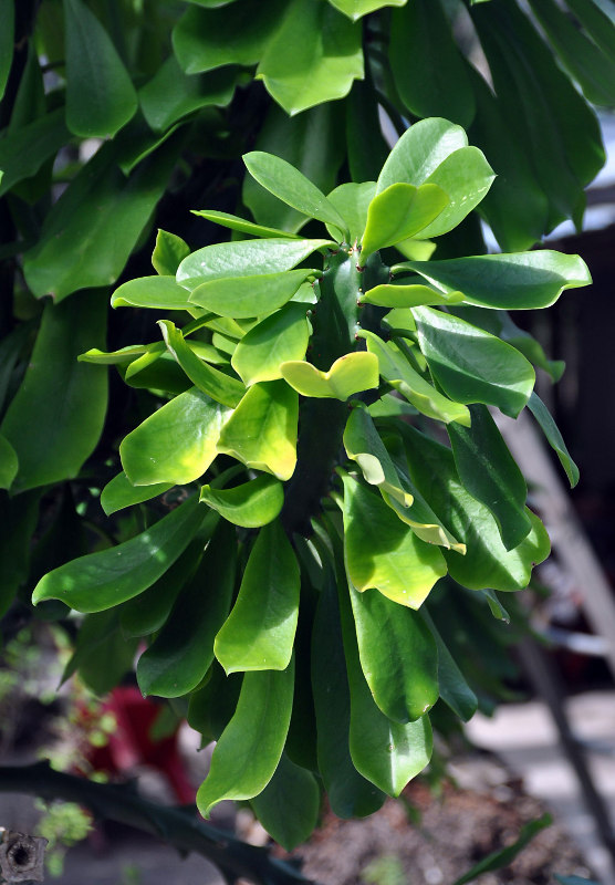 Image of Euphorbia neriifolia specimen.