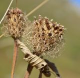 Centaurea abnormis. Сухое соплодие. Адыгея, плато Лаго-Наки, тропа к перевалу Гузерипль.19.09.2015.