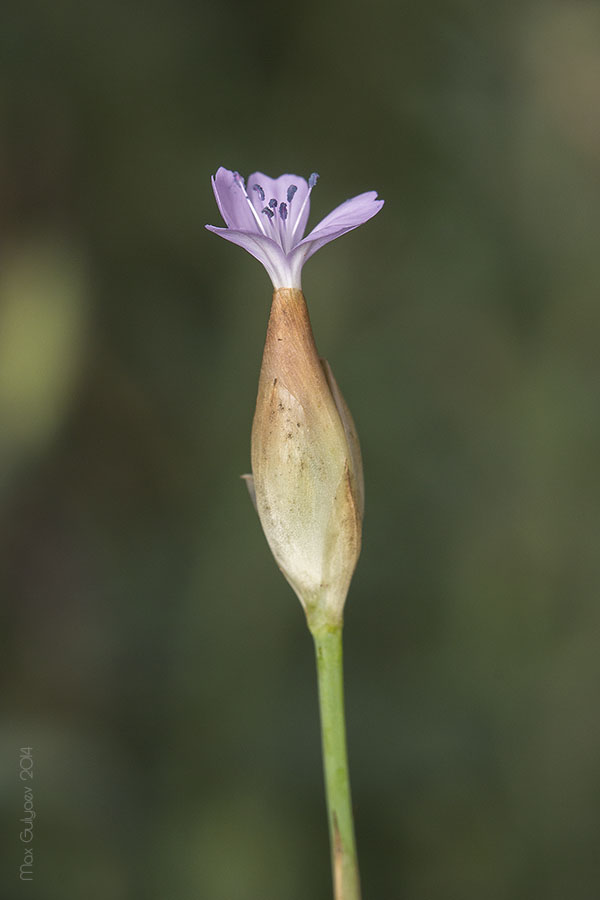 Image of Petrorhagia prolifera specimen.