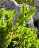 Quercus coccifera. Верхушка побега с незрелым плодом. Испания, Андалусия, комарка Коста-дель-Соль-Оксиденталь, окр. г. Касарес, вершинная часть горного склона. Август 2015 г.