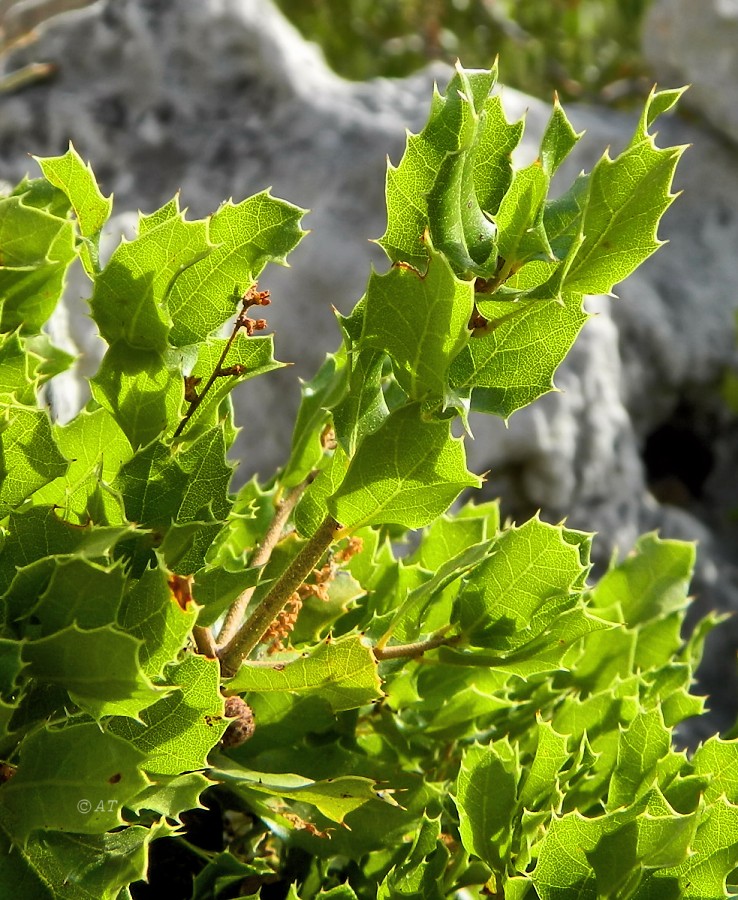 Image of Quercus coccifera specimen.