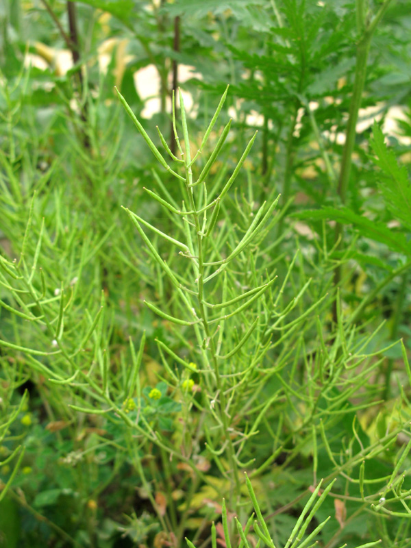 Image of Barbarea vulgaris specimen.