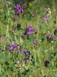 Medicago sativa. Верхушки цветущих побегов. Восточный Казахстан, Уланский р-н, окр. с. Украинка, луг, обочина грунтовой дороги. 25.06.2015.