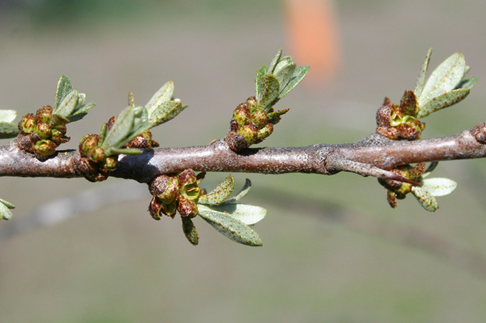 Image of Hippophae rhamnoides specimen.