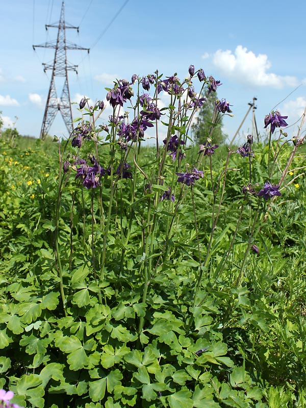 Image of Aquilegia vulgaris specimen.