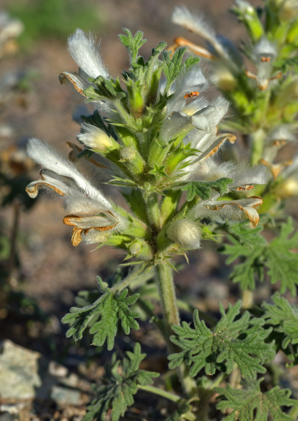 Image of Panzerina canescens specimen.