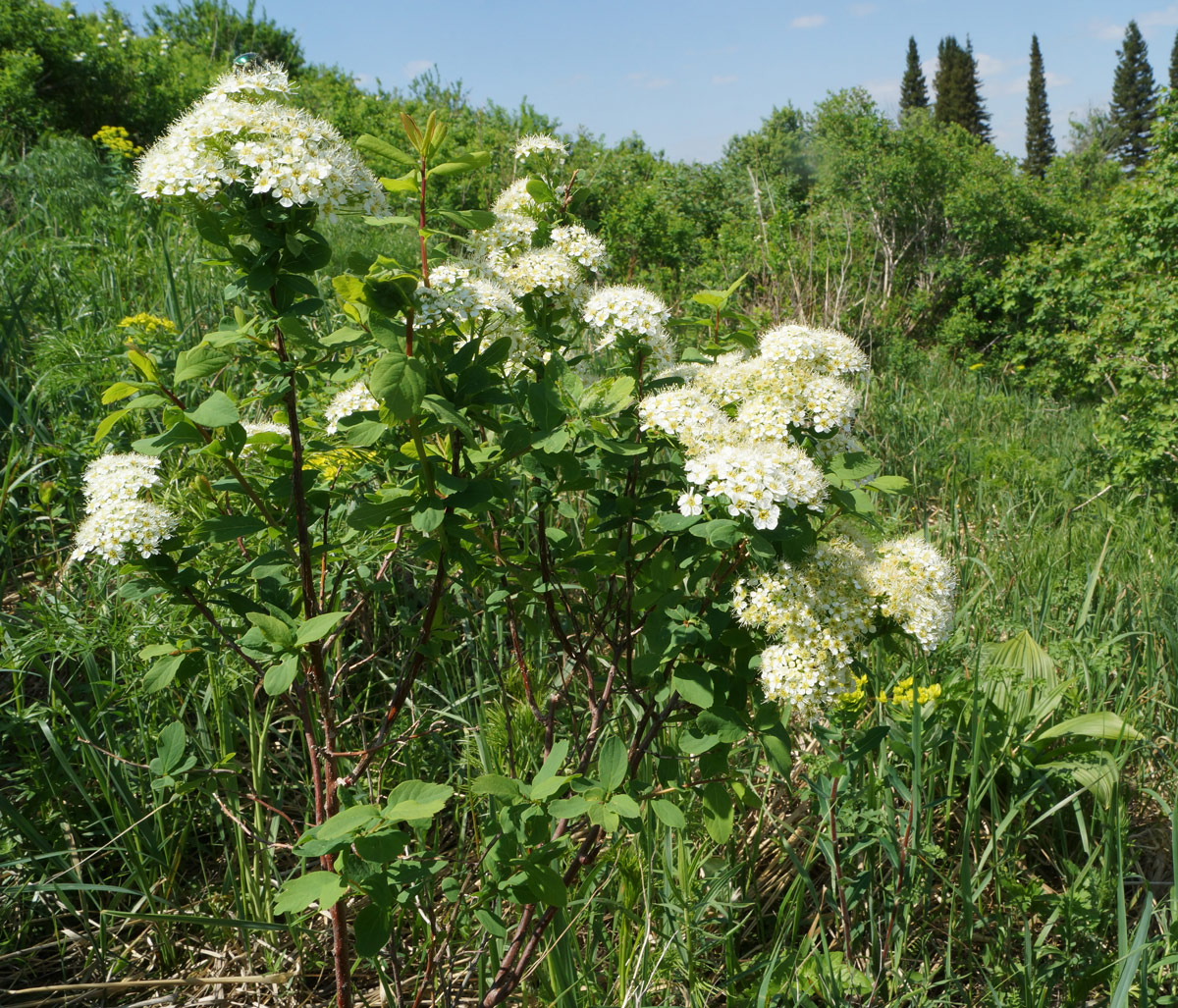 Image of Spiraea media specimen.