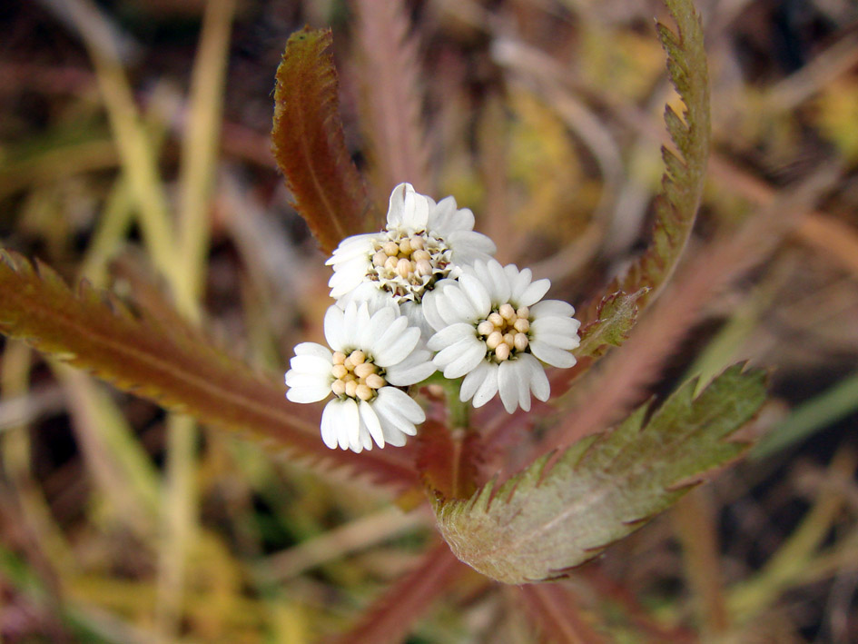 Image of Achillea alpina specimen.