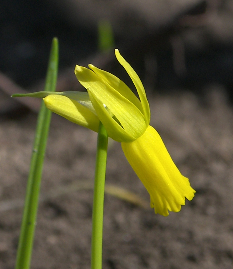 Image of Narcissus cyclamineus specimen.