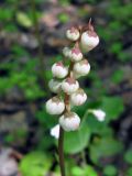 Pyrola minor