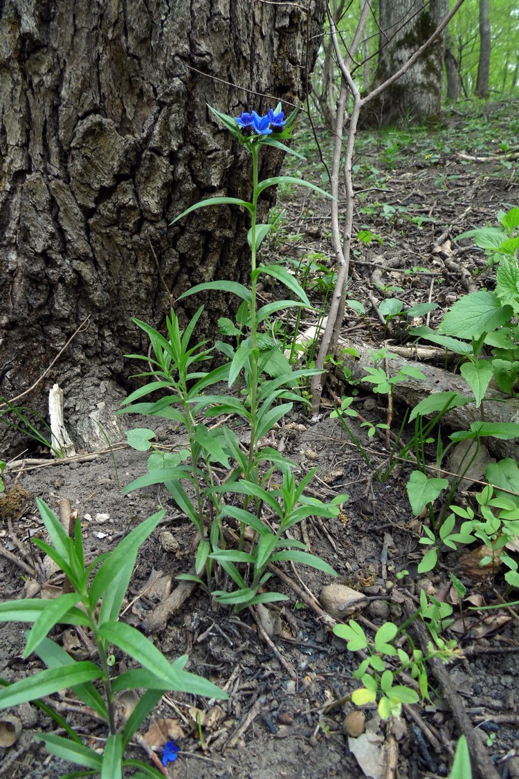 Image of Aegonychon purpureocaeruleum specimen.