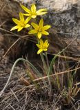 Gagea pauciflora. Цветущие растения. Республика Бурятия, г. Улан-Удэ, окр. оз. Тулунжинское, каменистый склон. 03.05.2016.