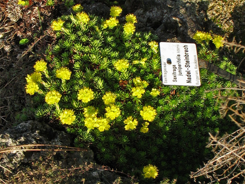 Image of Saxifraga juniperifolia specimen.