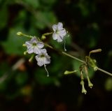 Commicarpus plumbagineus. Верхушка побега с соцветиями. Израиль, Шарон, г. Герцлия, в культуре в живой изгороди. 12.10.2014.