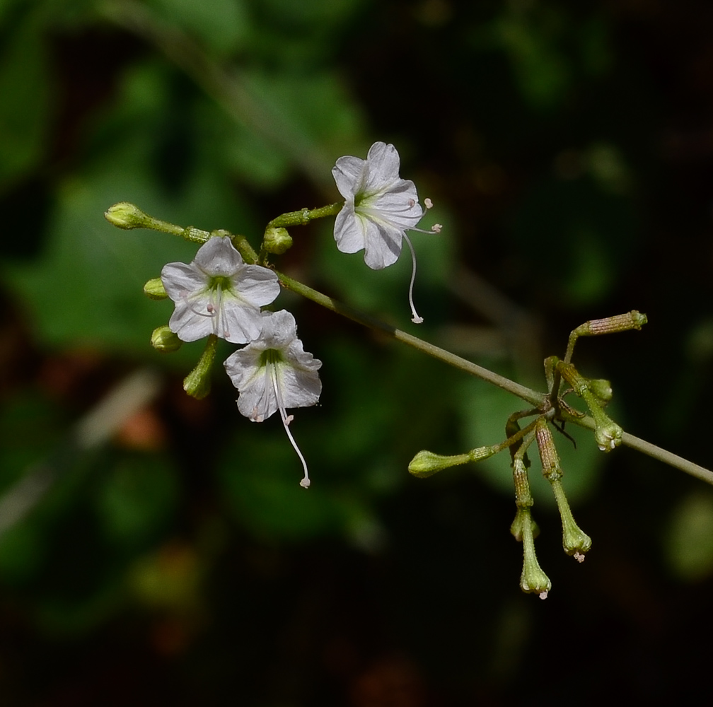 Изображение особи Commicarpus plumbagineus.