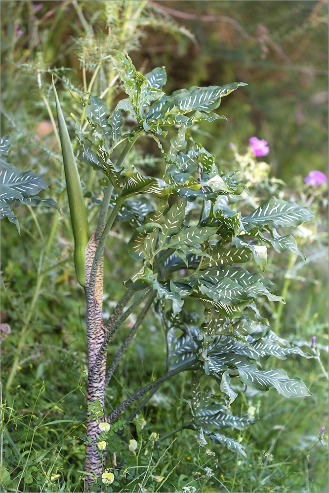 Image of Dracunculus vulgaris specimen.