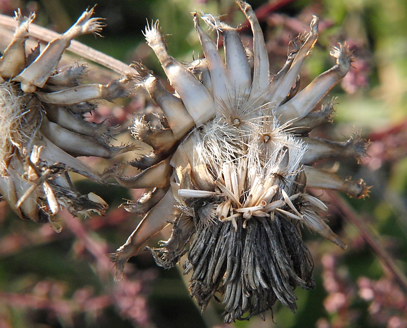 Image of Centaurea scabiosa specimen.