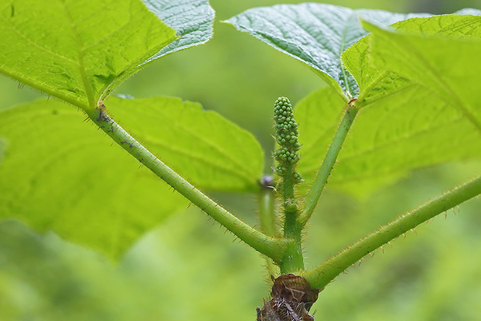 Image of Oplopanax elatus specimen.