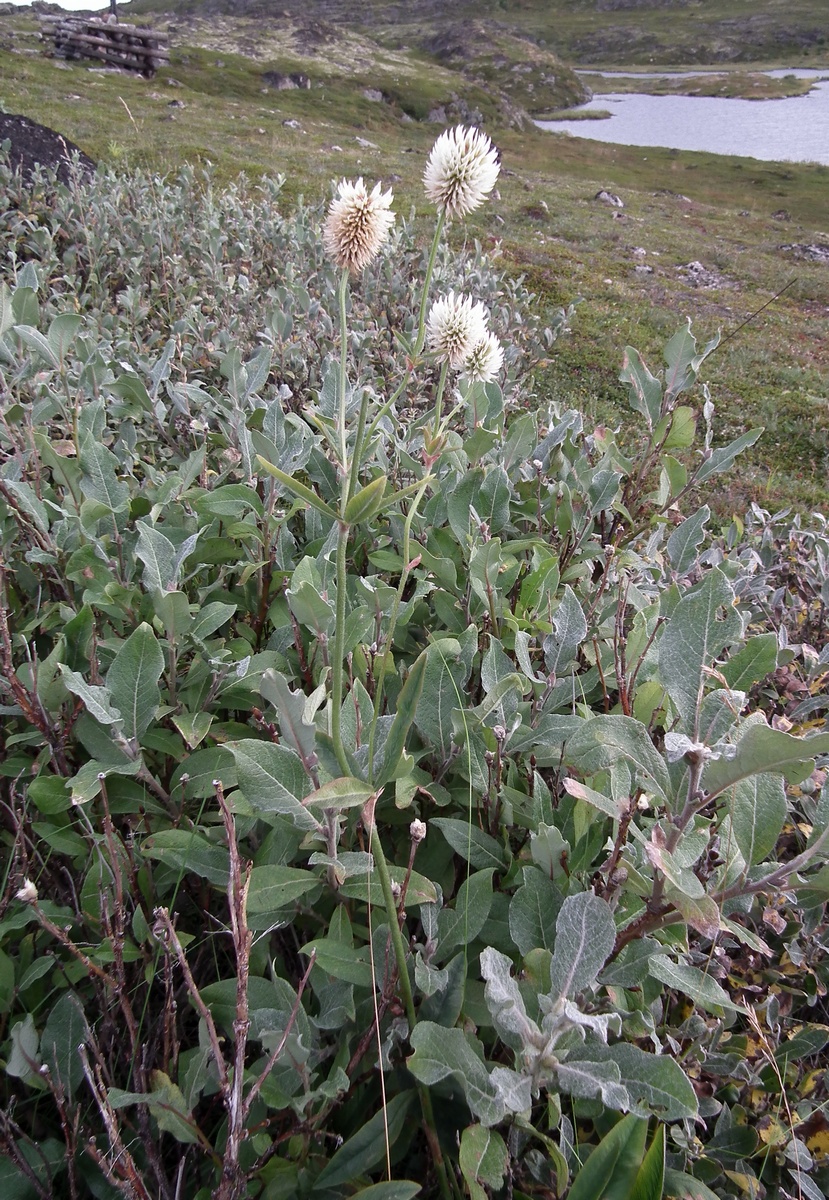 Image of Trifolium montanum specimen.