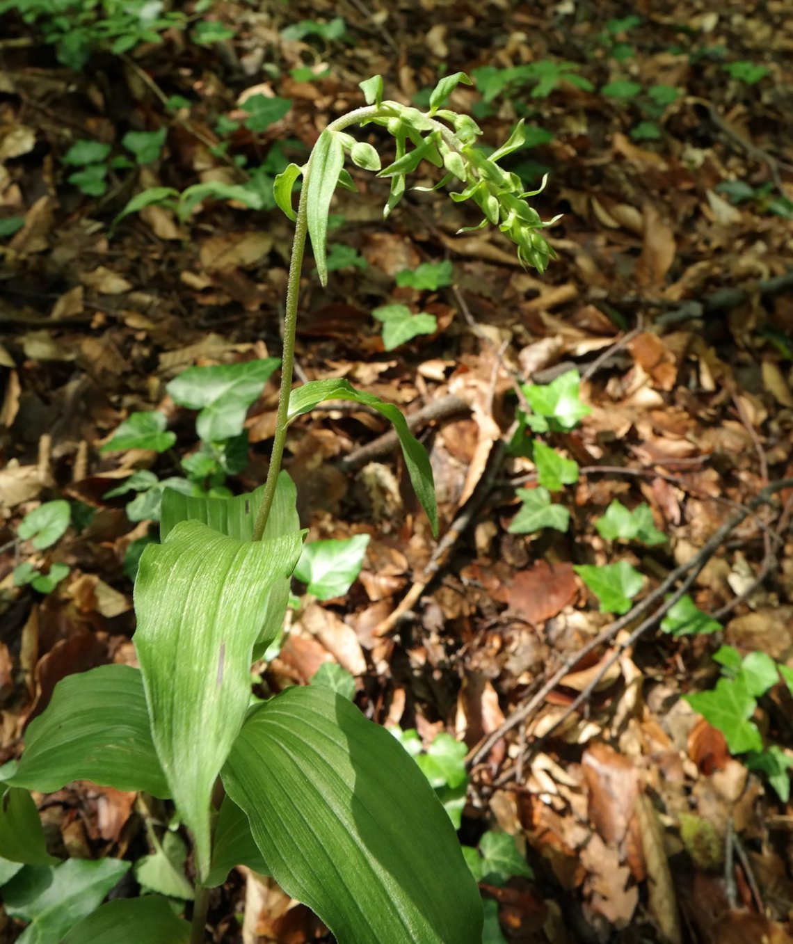 Изображение особи Epipactis helleborine.