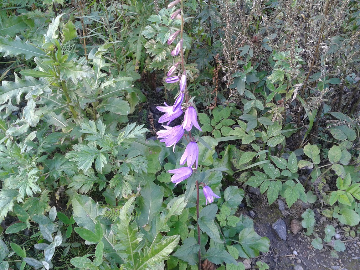 Изображение особи Campanula rapunculoides.